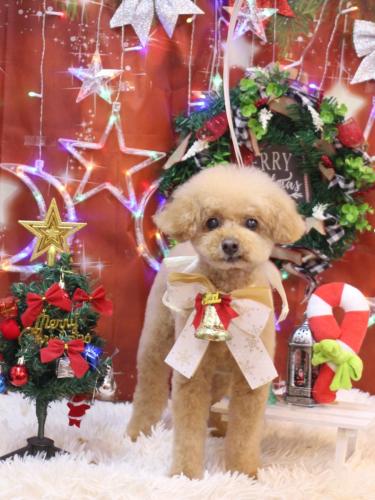 20231215ココアくん